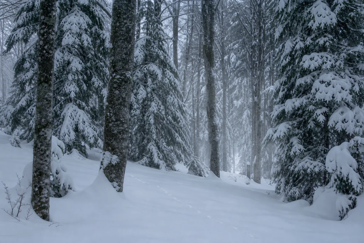 Forêt mixte de sapins et de hêtres du Jura sous une neige épaisse en hiver