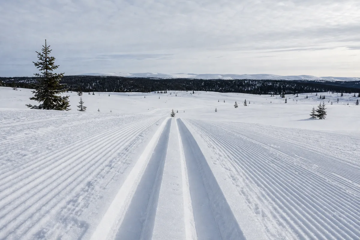 Traces de ski de fond damées traversant un plateau enneigé du Jura bordé d&rsquo;épicéas