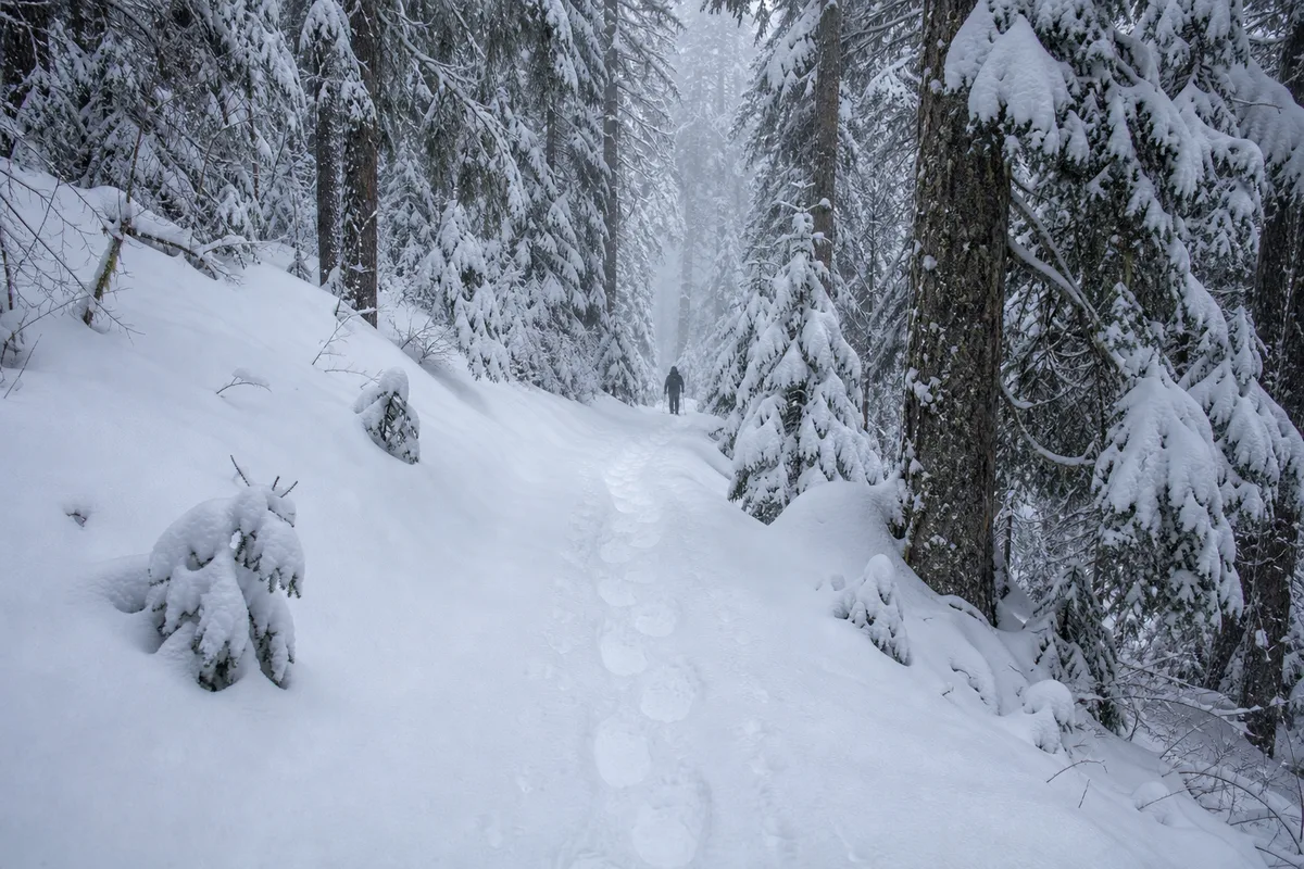 Sentier raquette balisé traversant une forêt d&rsquo;épicéas chargés de neige dans le massif du Jura